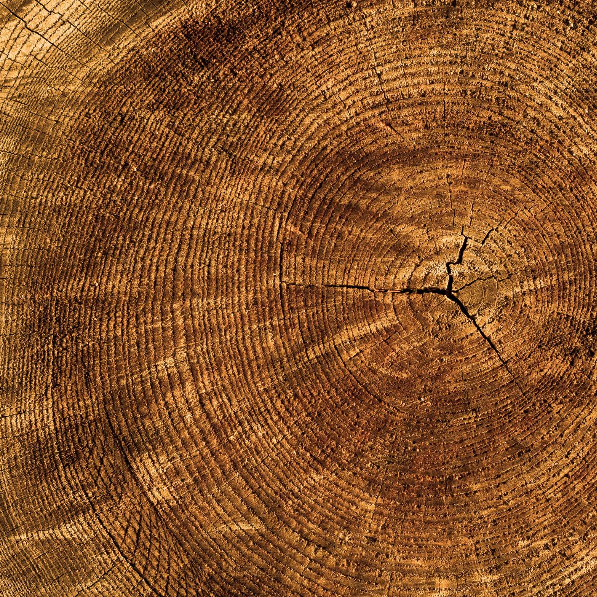 Close-up of premium American hardwood grain used in Modern Grain tables